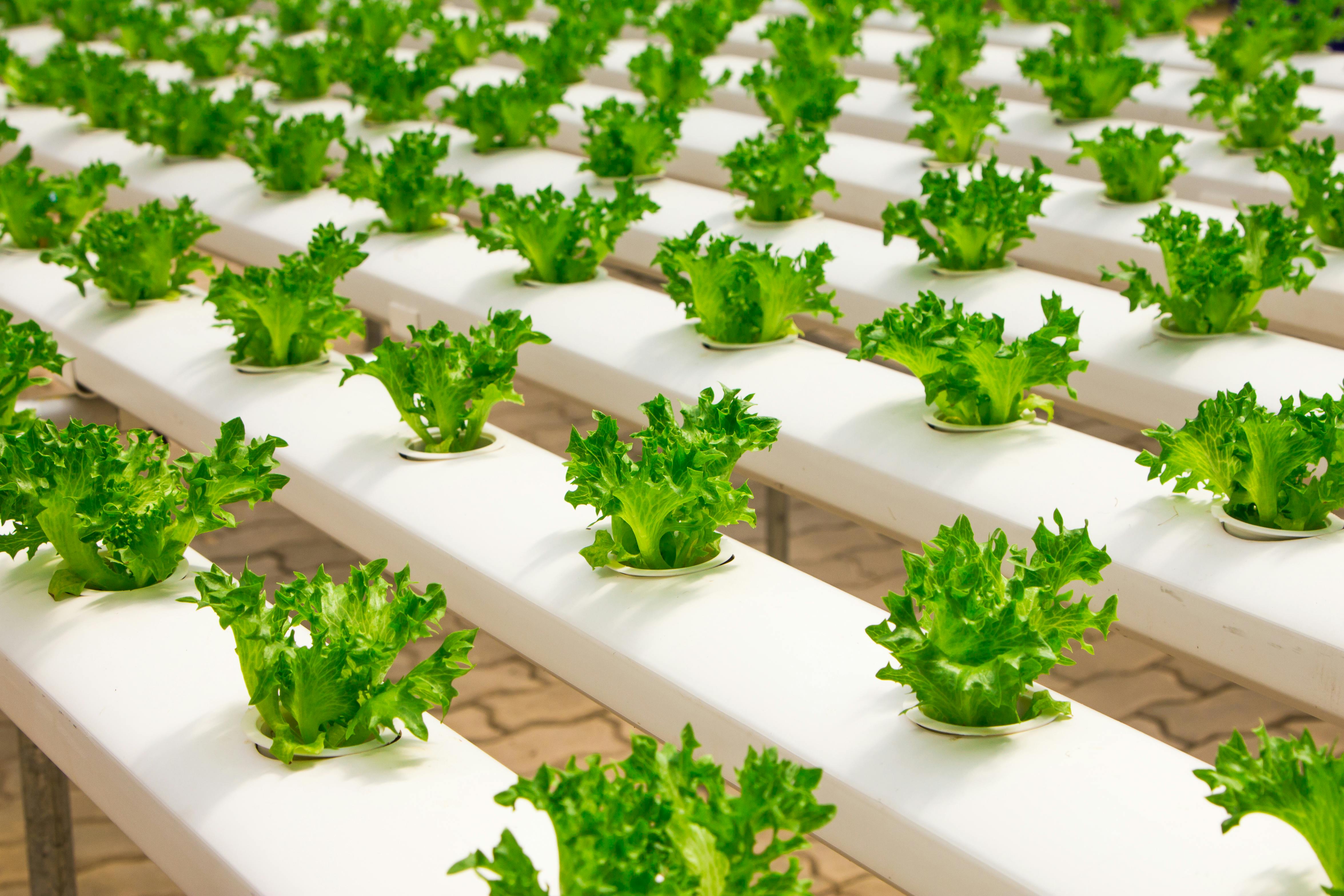 Hydroponic vertical farming module